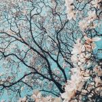 Fall 2020: Second Year Japanese — JAPN 2010