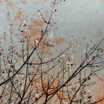 Spring 2019: Mindfulness and Compassion: Living Fully, Personally and Professionally —  NUIP 3030 